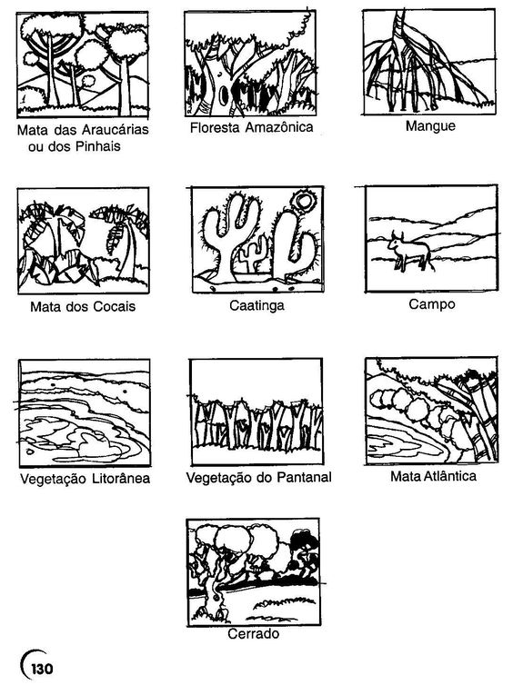 Tipos de vegetação do Brasil - Estudo Prático